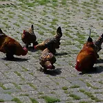 Veldzicht *